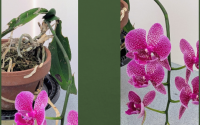 La orquídea que continuó floreciendo