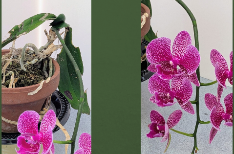 The Orchid That Continued to Bloom